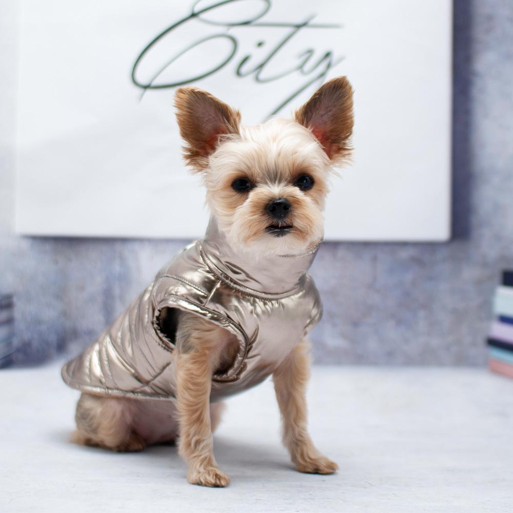 Runner Dog Coat - Gold